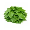 1000106525 Fresh Scent Leaf (Efinrin) Bunch