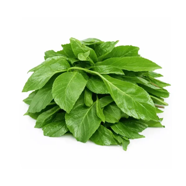 1000106525 Fresh Scent Leaf (Efinrin) Bunch