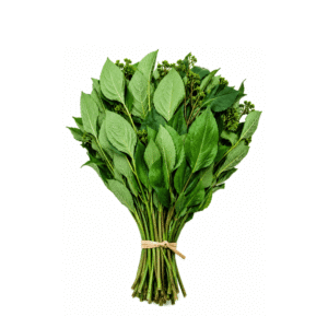 Fresh Scent Leaf (Efinrin) Bunch