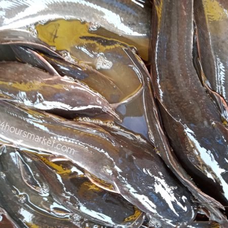 Live Catfish – Freshly Slaughtered 1kg+