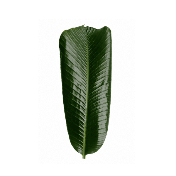 1000187827 Fresh Moi Moi Leaves 20+