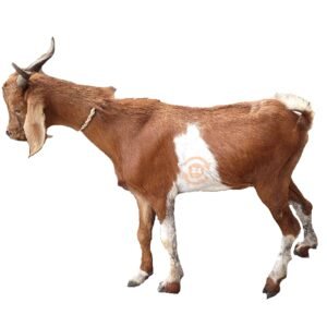 Live Goat 2