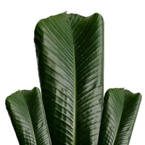 Fresh Moi Moi Leaf   40 leaves +