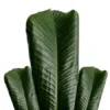 1718146276695-450x450 Fresh Moi Moi Leaves 20+
