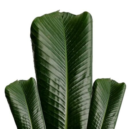 FRESH Moi Moi Leaf   40 leaves +