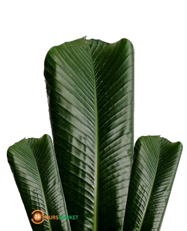 1718146276695 Fresh Moi Moi Leaf 40 leaves +