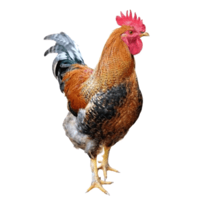 Live Cockerel Chicken