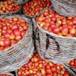 Big basket of tomatoes