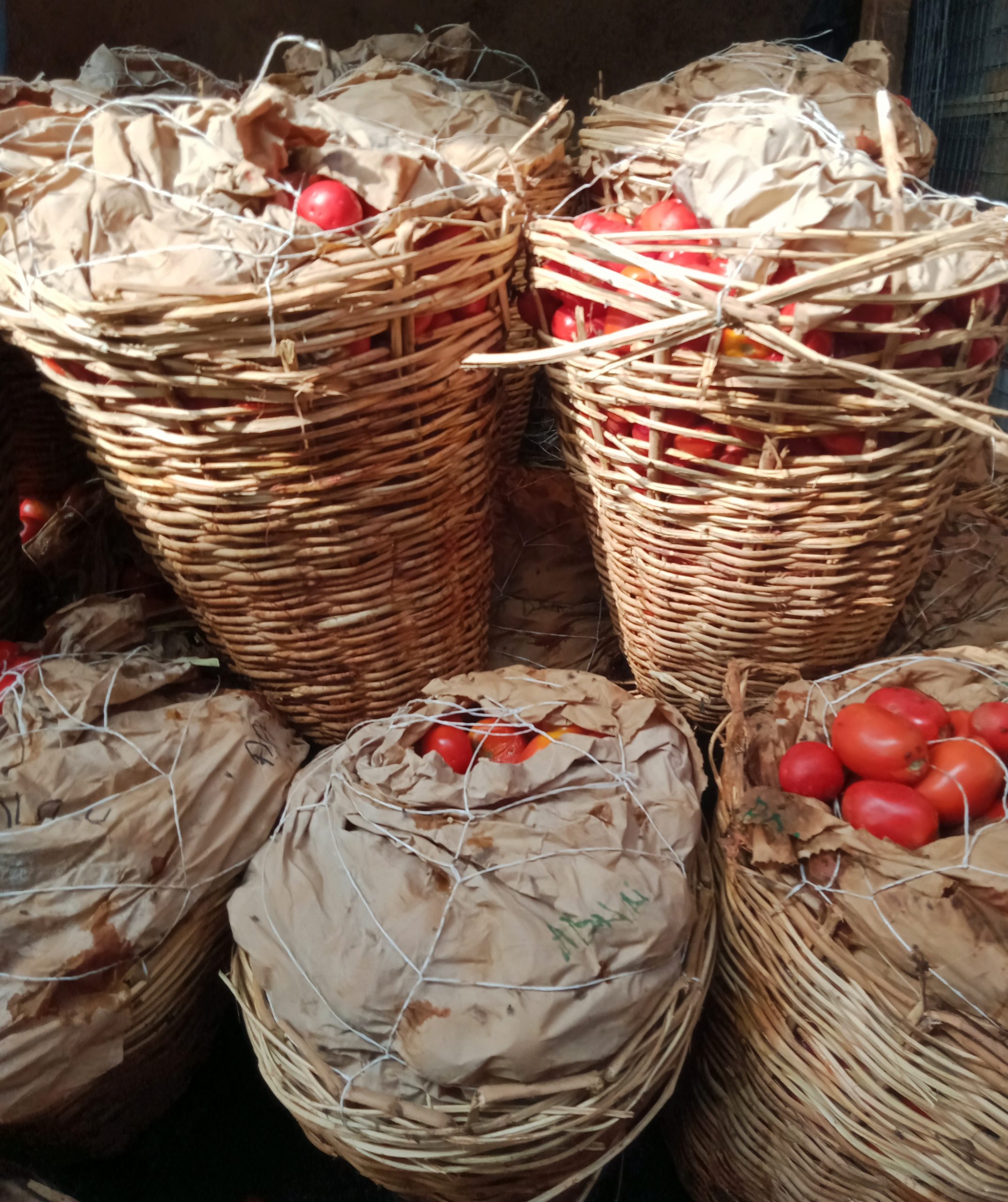 BASKET OF TOMATOES ( medium basket )