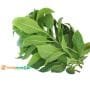 FRESH bitter leaf vegetable