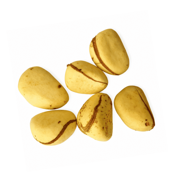 Fresh Yellow Kolanut x6