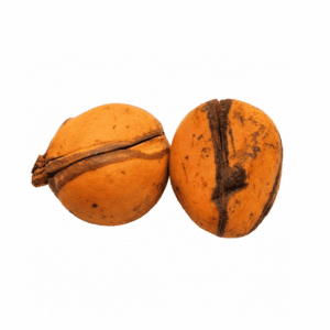 1000186764 Fresh Obi Abata Kolanut x6