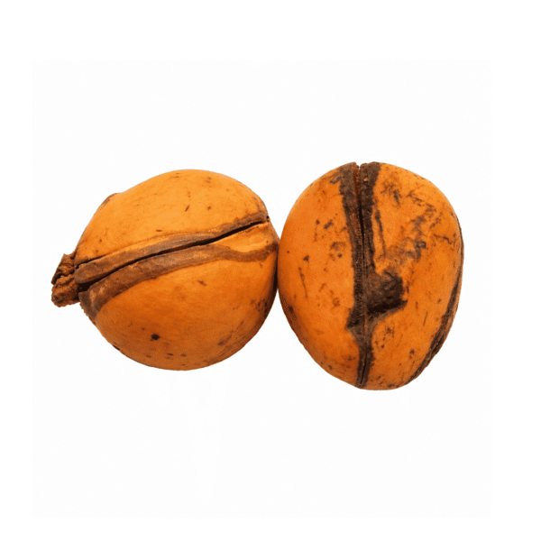 Fresh Obi Abata Kolanut x6