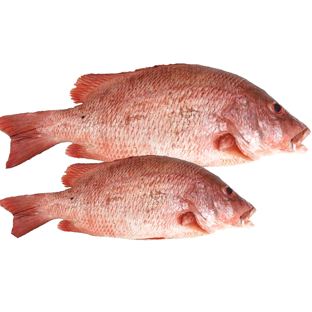 RED SNAPPER FISH – FRESH – Per kg