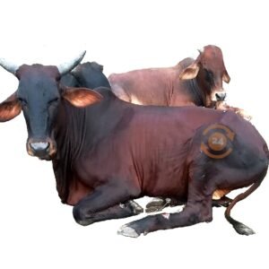 Live Cow C size