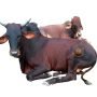 Live Cow C size