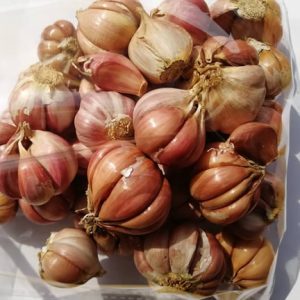 Local Garlic