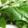 Scent Leaf (Efinrin) 1 Bunch