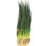 Spring onions 50g+