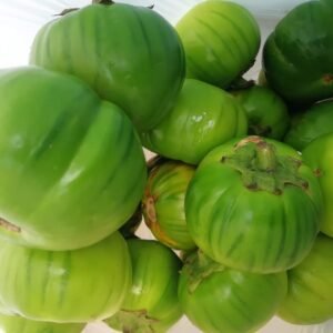 dav Green Eggplant garden egg