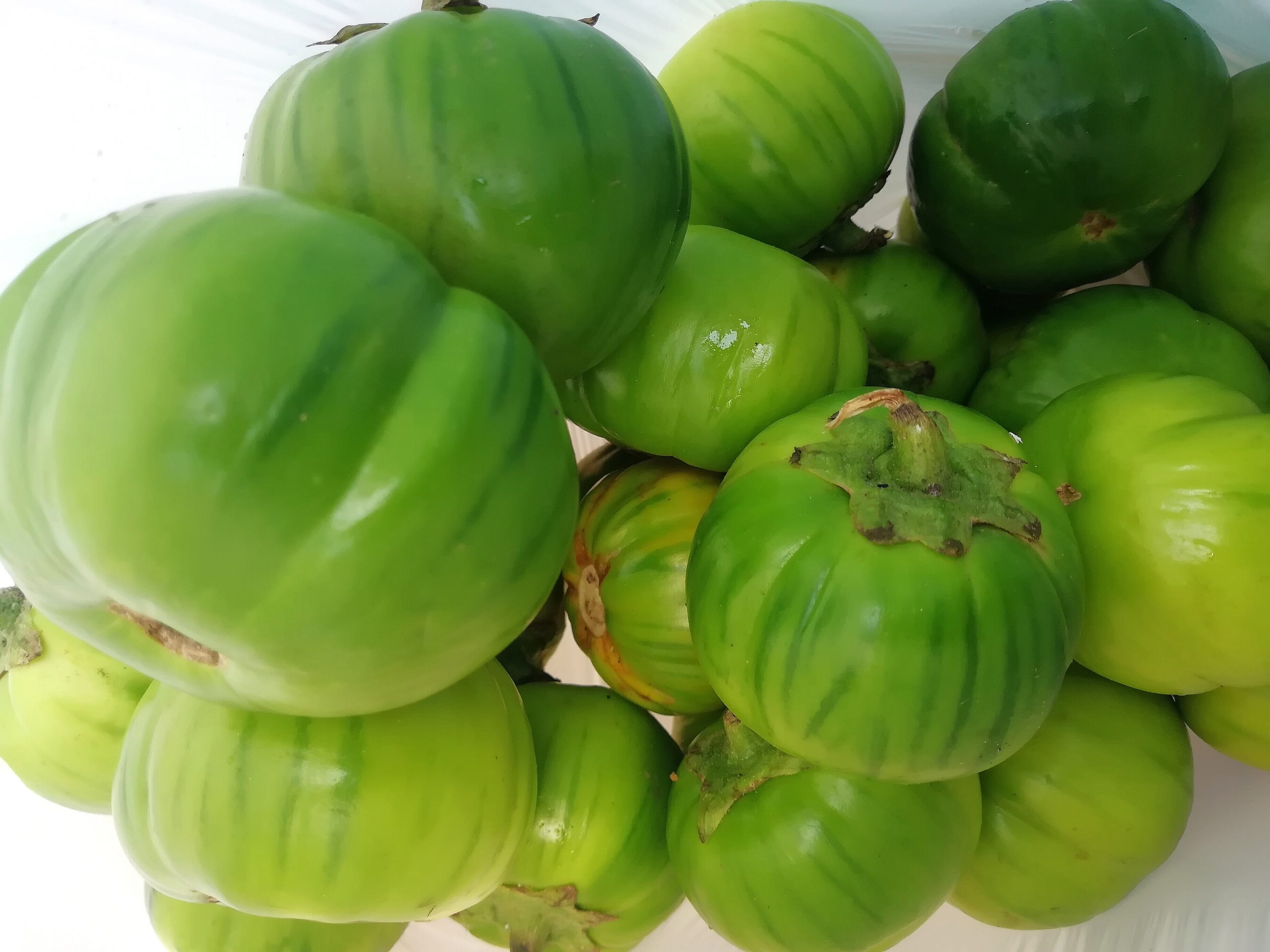 GARDEN EGG ( green) – Eggplant