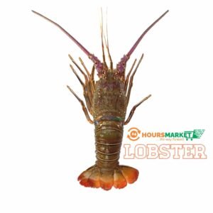 FRESH Lobster 1kg