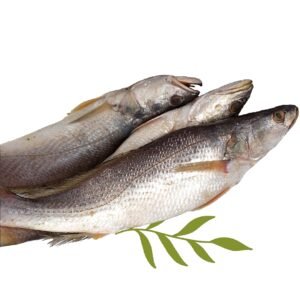 FRESH Croaker Fish 1kg