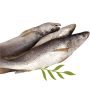 FRESH Croaker Fish 1kg