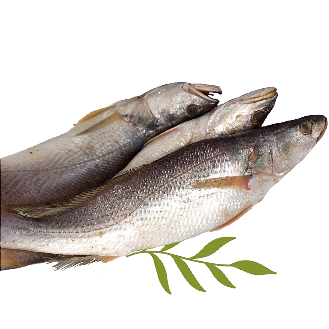 FRESH CROAKER FISH – Per kilo