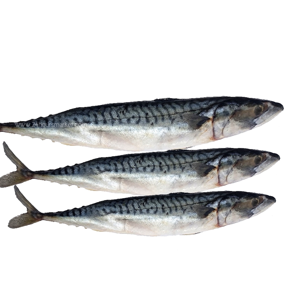 TITUS FISH – 20kg CARTON