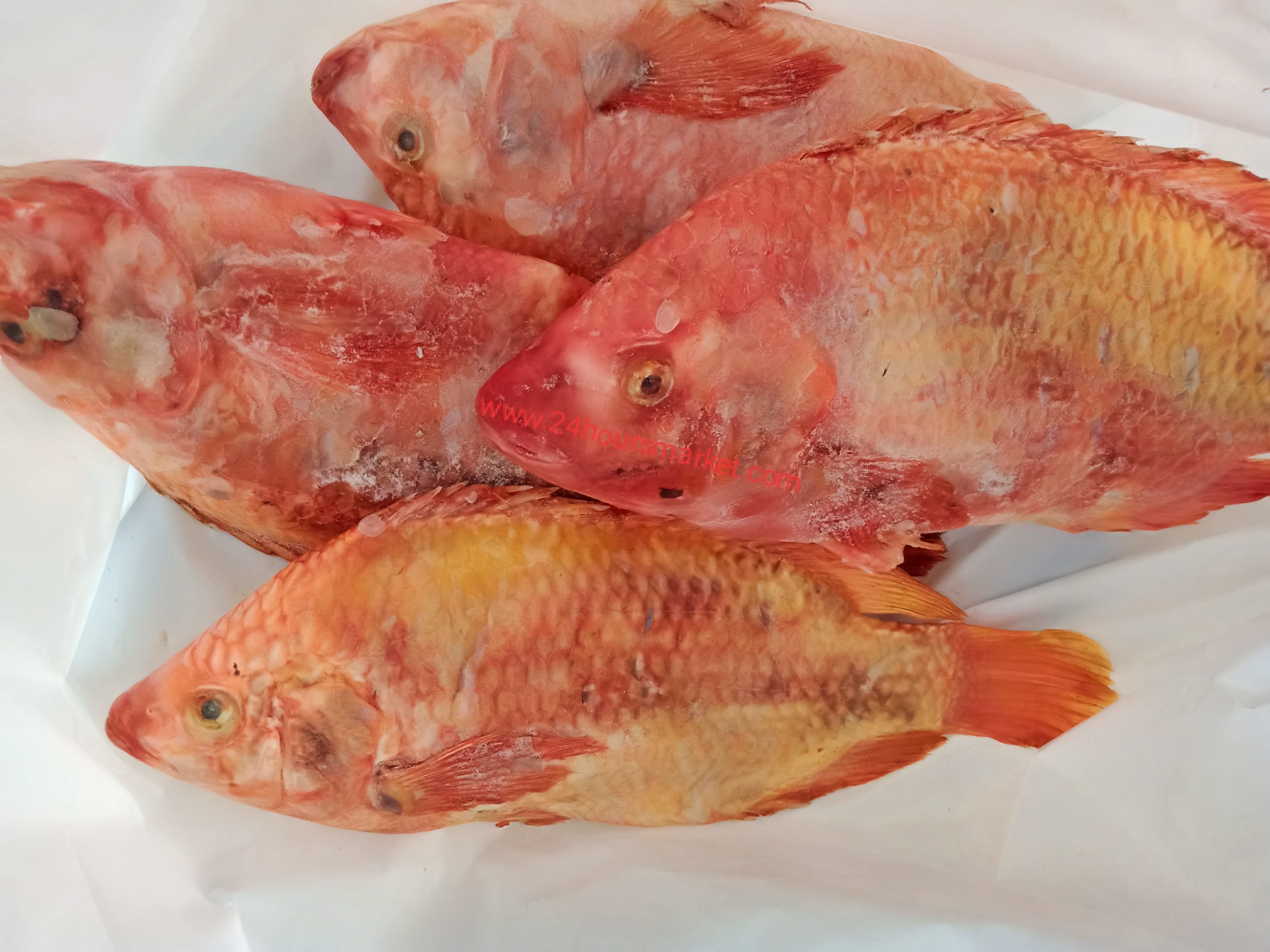 RED TILAPIA FISH – Per Kilo
