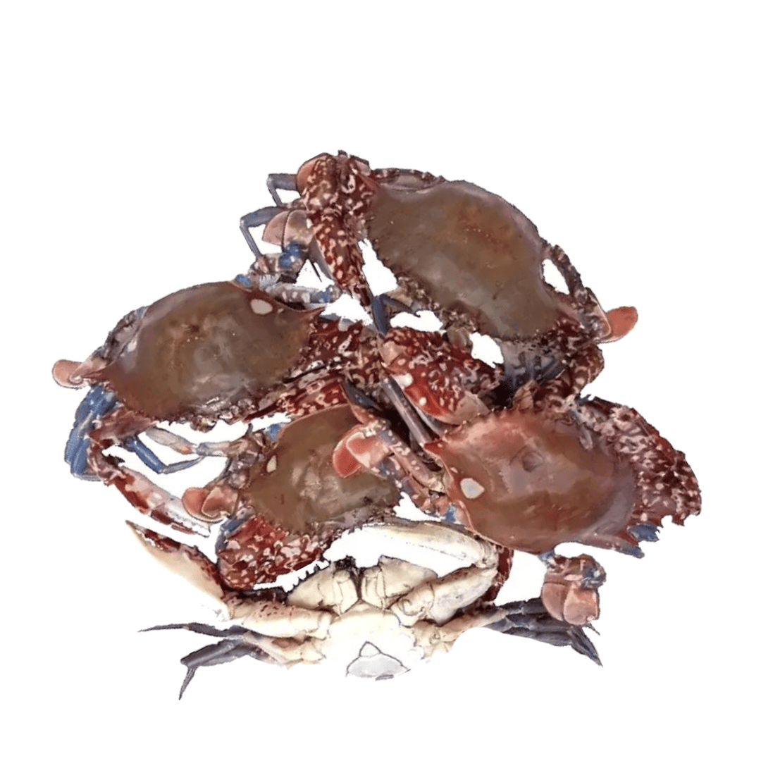 Fresh white crab 1kg
