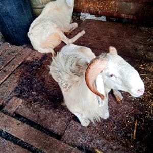 Live Ram 30kg+