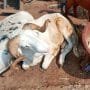 Live Ram 35kg+