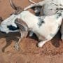 Live Ram 60kg+