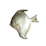 Mono Fish 1kg