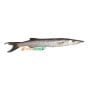 FRESH Barracuda fish 1kg