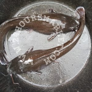 Live Catfish - freshly slaughtered 700g