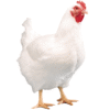 Live broiler chicken