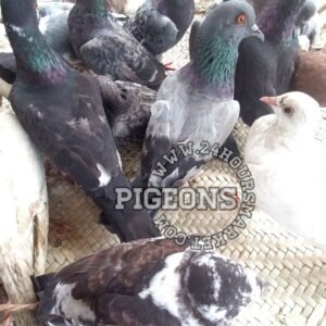 Live Dove coloured