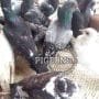 Live Dove coloured
