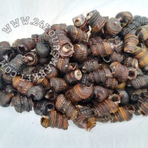 Fresh Periwinkle with shell cut and clean in 900g Tin