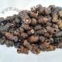 Fresh Periwinkle with shell cut and clean in 900g Tin