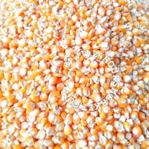 IMG_20210829_012819_copy_864x1152 Yellow Corn 4L paint bucket