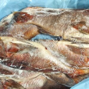 1630857898951_copy_1728x1296 ROK fish 10kg