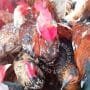 Live Local Chicken Adiye Ibile Size 2