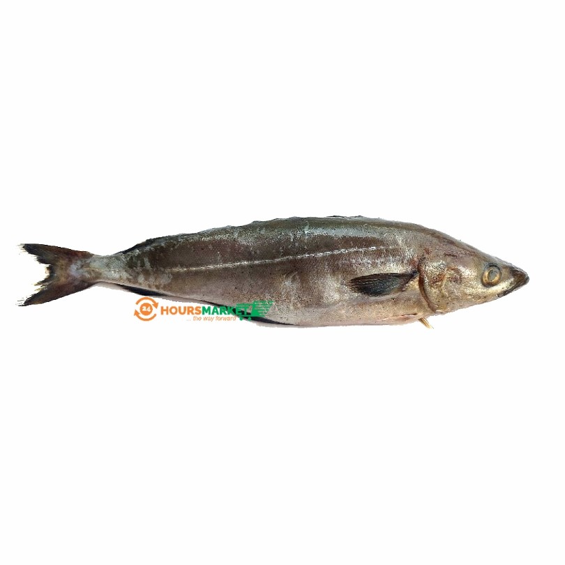 SAITHE FISH / POLLOCK FISH