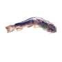 FRESH Eja obokun silver catfish 1kg+