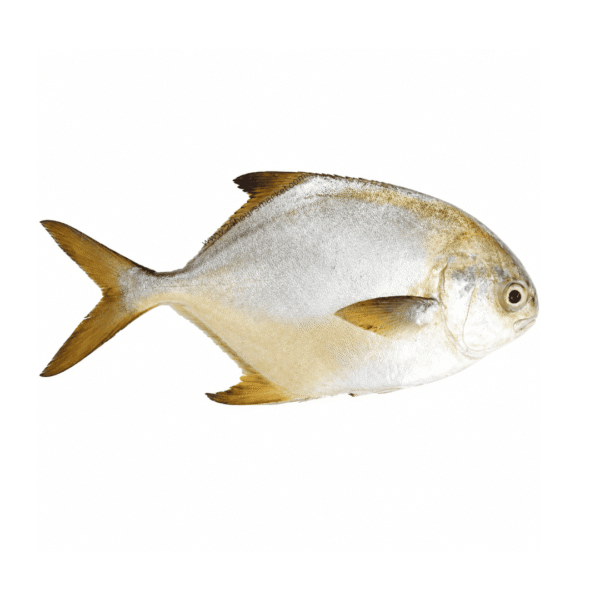 Fresh Golden Pompano (Owere Fish) 1kg