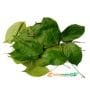 OKAZI LEAF Vegetable